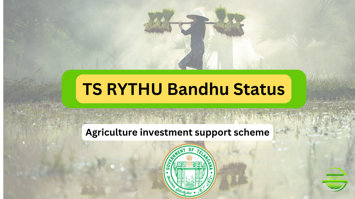 TS Rythu Bandhu Scheme: Rythu Payment Status Date Out Now 2025