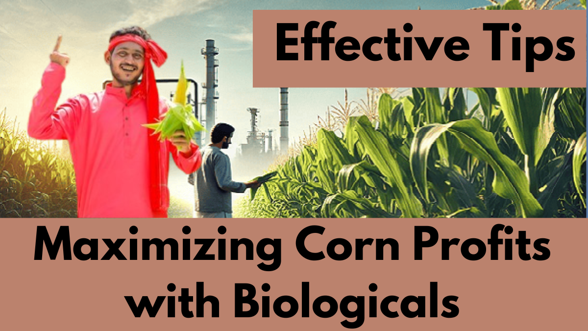 Maximizing Corn Profits with Biologicals: Effective Tips to Cut Losses and Boost Returns