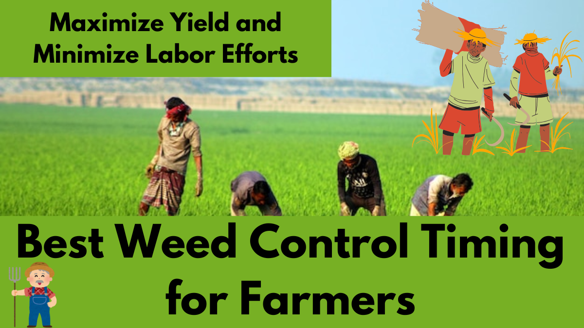 Best Weed Control Timing for Farmers: Maximize Yield and Minimize Labor Efforts