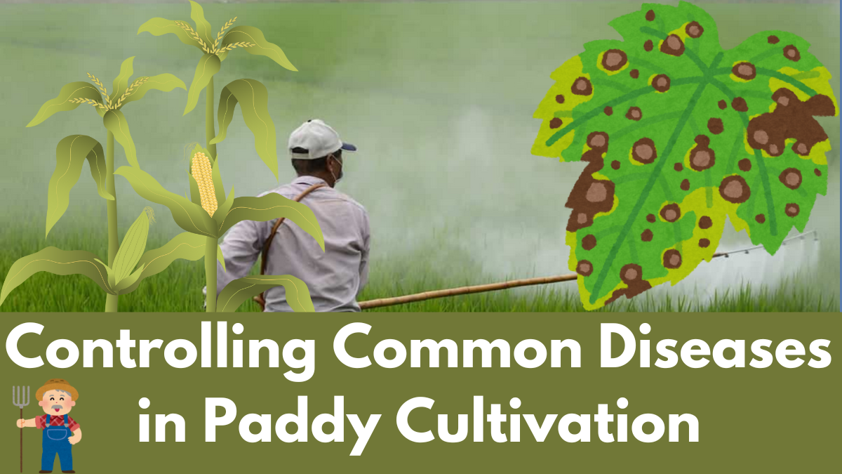 Understanding and Controlling Common Diseases in Paddy Cultivation